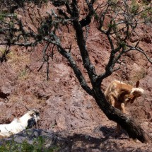 Two mountain goats